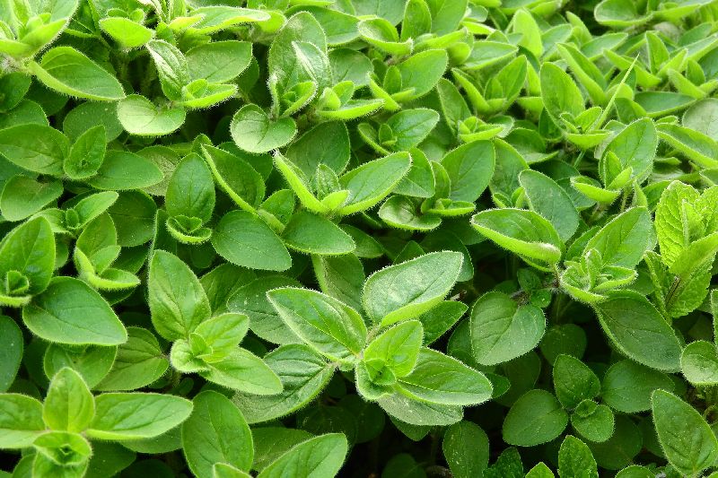 Organic Marjoram Oil, Packaging Type : Plastic Bottels