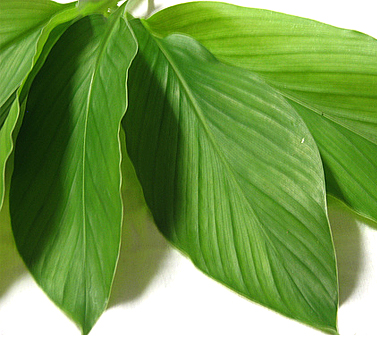 Natural Turmeric Leaf Oil, Certification : ISO-9001: 2008