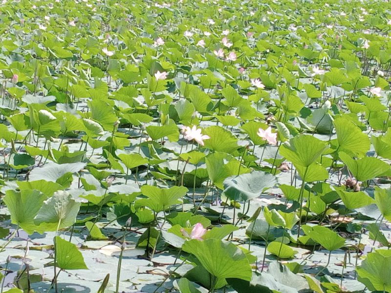 Fresh Lotus Flower