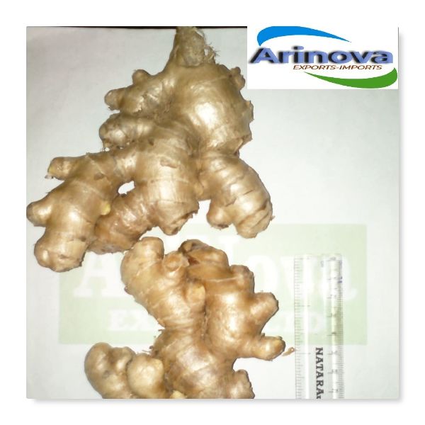 Natural Fresh Ginger, for Cooking, Cosmetic Products, Medicine, Packaging Type : Gunny Bags, Jute Bags