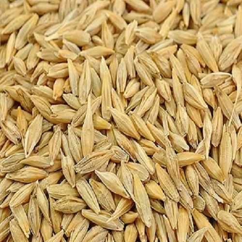 Barley Seeds