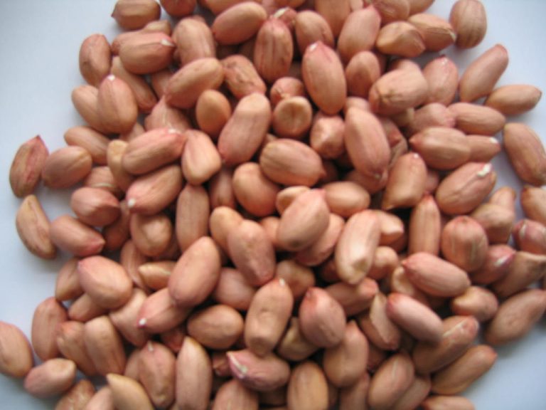 Organic Peanut Kernels, for Cooking Use, Making Oil, Feature : Non Harmful, Optimum Quality