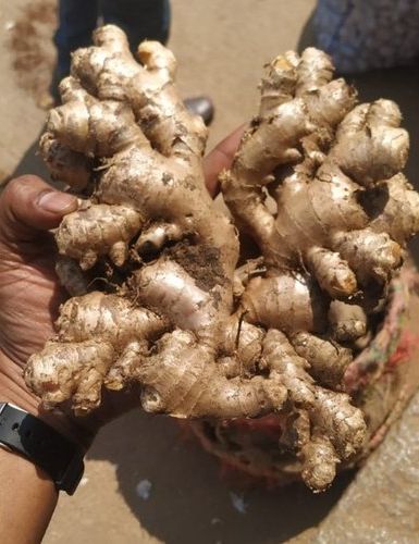 Organic fresh ginger, Shelf Life : 3 Week