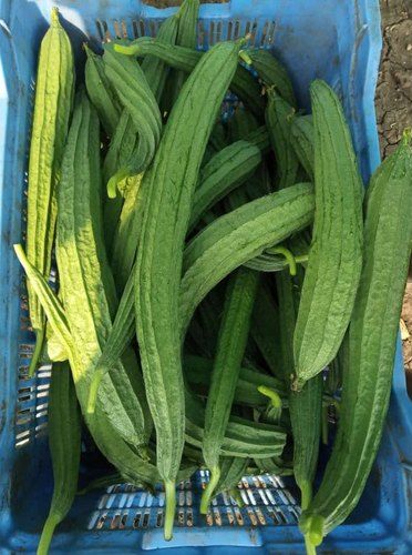Organic Fresh Ridge Gourd, for Pesticide Free, Packaging Type : Crate