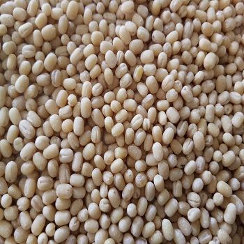 Common Urad Dal, Color : Off White