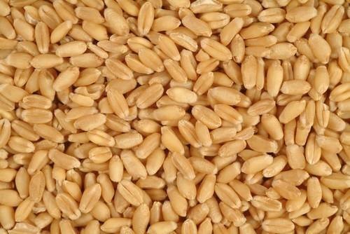 Common wheat grain, for Cooking, Making Bread, Certification : SGS