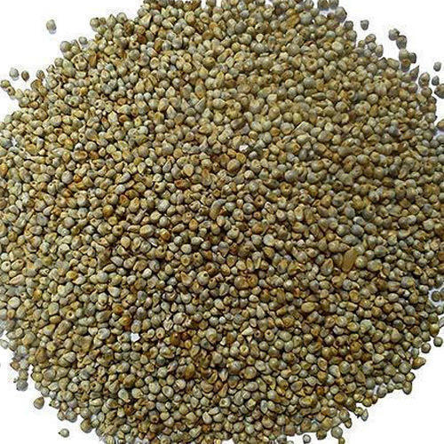 Pearl Millet Seeds