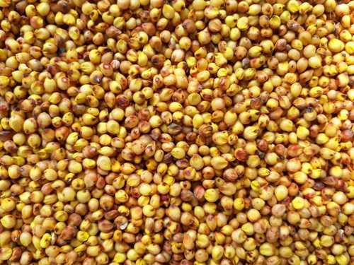 Organic Yellow Jowar Seeds, for Food, Feature : Hygienically Packed