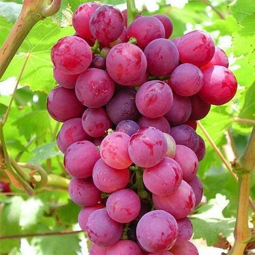 Fresh Pink Grapes