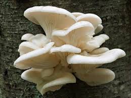 oyster mushroom