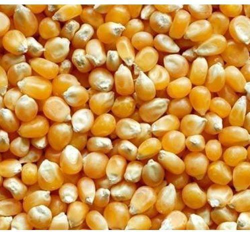 Organic Natural Yellow Maize Seeds, Style : Dried