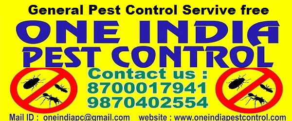 Termite control services