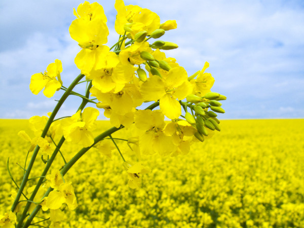 Canola oil, Shelf Life : 2years