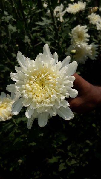 chrysanthemums flower