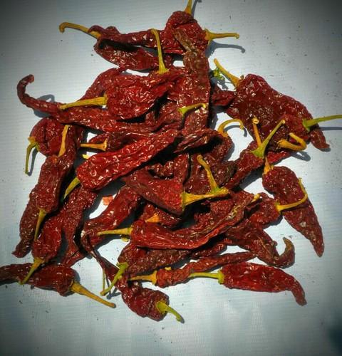 Dried Byadgi Chilli, Shelf Life : 2years