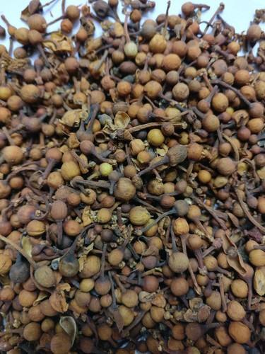 Nagkesar Seeds