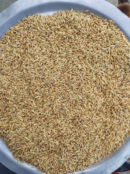 Swarna Mansoori Paddy Seeds