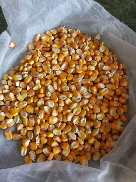Anoor Traders Oval Yellow Maize SBD Quality, for Animal Food, Cattle Feed, Human Food, Style : Dried, Fresh