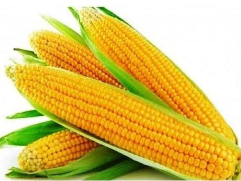 Common Sweet Corns, for Cooking, Packaging Type : Plastic Bag