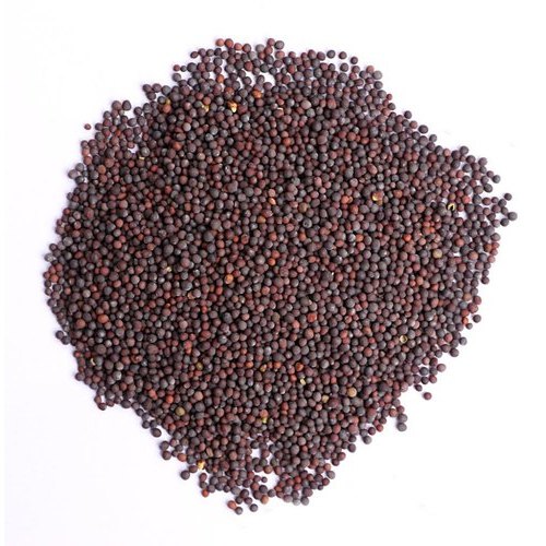 Mustard seeds, Packaging Type : PP Bag