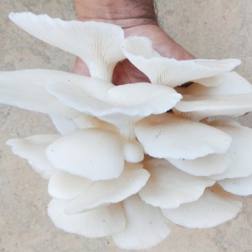 oyster mushroom