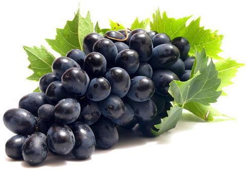 Organic fresh black grapes, Shelf Life : 7-10days