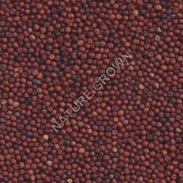 Healthy Harvest Organic Ragi Seeds, Packaging Type : Gunny Bag, Plastic Bag