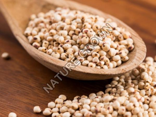 Common Sorghum Seeds, Feature : Full Of Proteins, Packaging Type : Gunny Bag, Plastic Bag