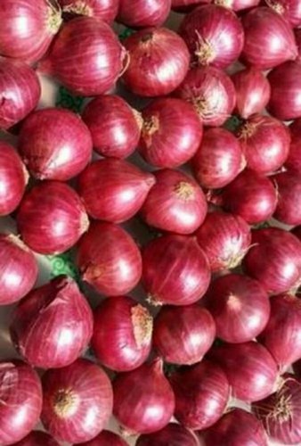 Fresh Nashik Onion, Packaging Size : 20kg, 50kg