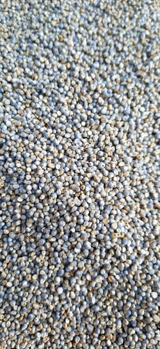 Millet Seeds