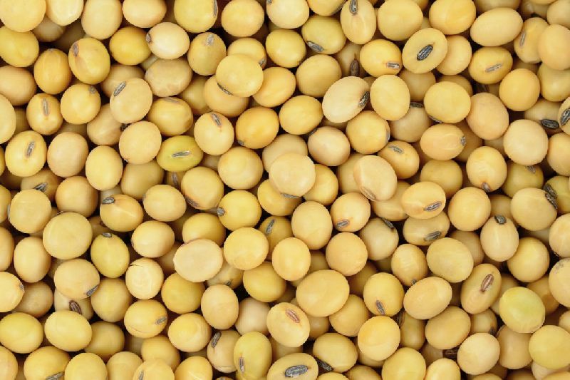 Organic soybean seeds, Seed Type : Natural