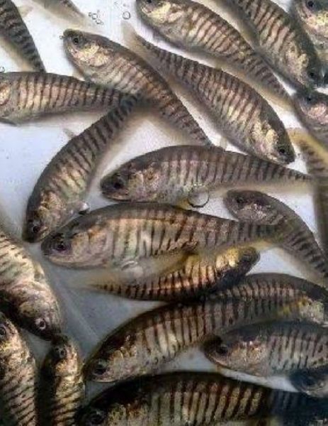 Chitol Fish Seeds, Feature : High In Protein