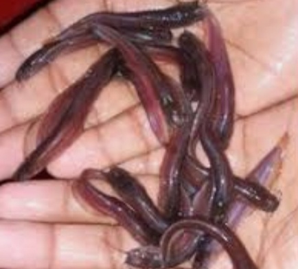 Desi Magur Fish Seeds