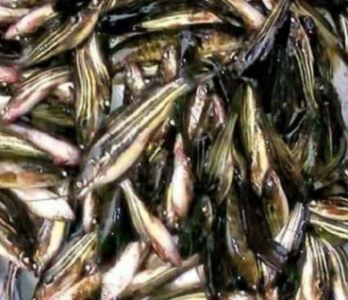 Desi Tangra Fish Seeds, Feature : High In Protein, Longer Shelf Life