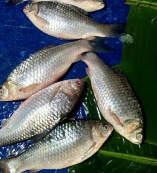 Puntius Sarana Fish Seeds