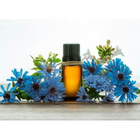 Chamomile Blue Oil