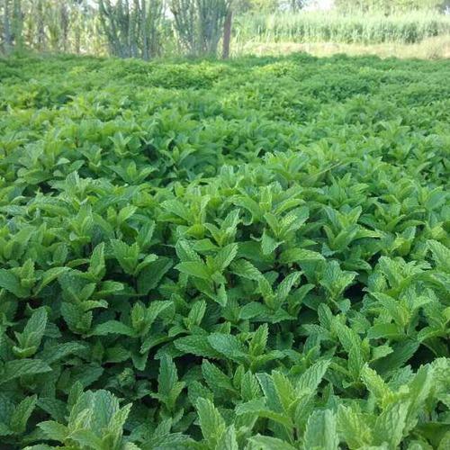 Organic Dry Mint Leaves, Feature : High Nutrition, Hygenically Packed