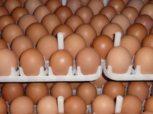Broiler Eggs