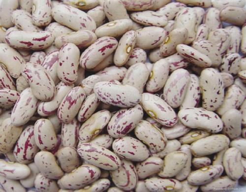 Organic Speckled Kidney Beans, for Cooking, Feature : Best Quality, Full Of Proteins
