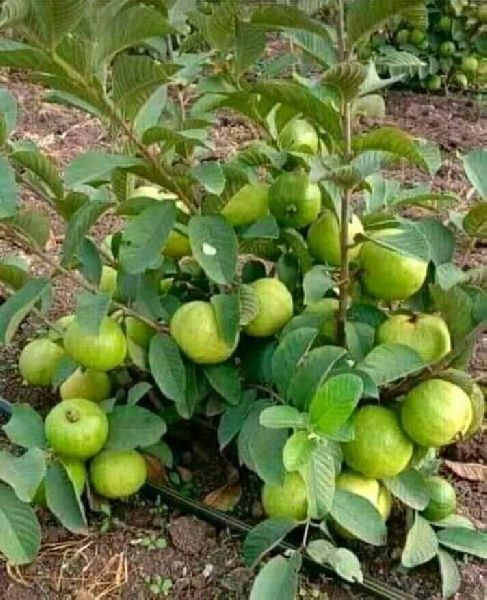 Organic guava plant, for Garden, Feature : Fresh