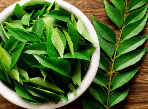 Fresh Curry Leaves