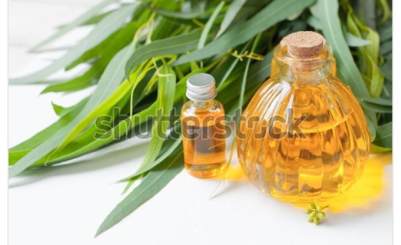 Eucalyptus Oil, for Fever, Packaging Type : 100ml, 200ml, 250ml, 500ml, 50ml