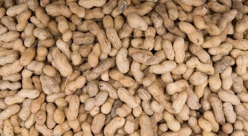 Peanut, for Direct Consumption, Feature : Fine Taste, Optimum Quality, Protein Source, Pure Organic