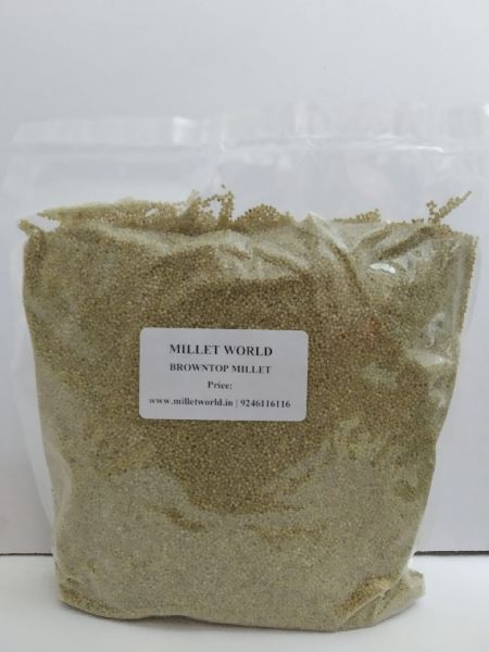 Browntop Millet