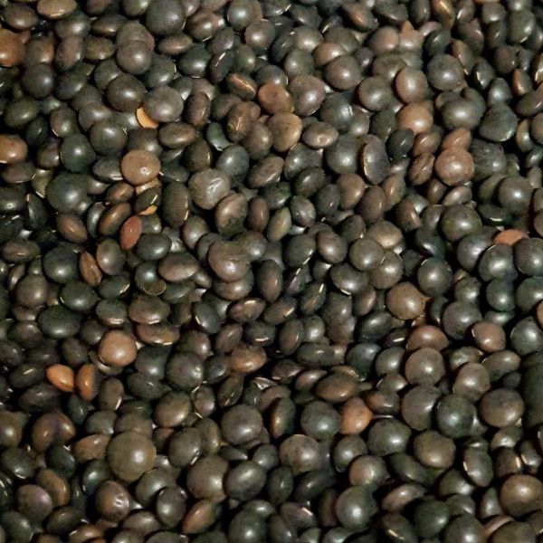 Organic Black Lentils, Packaging Size : 25kg, 5kg