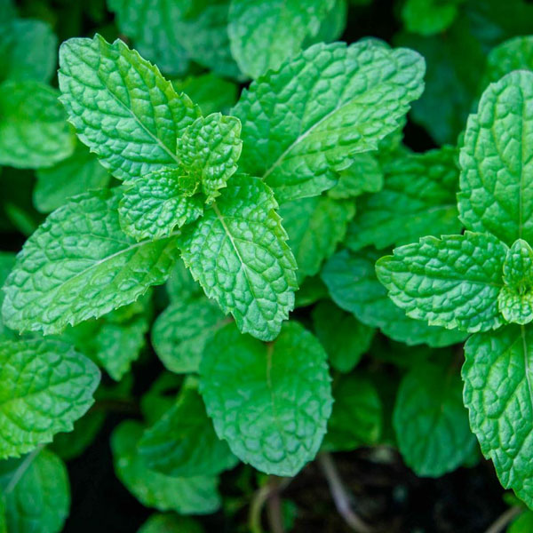 Buy Peppermint Ex Mentha Oil from Ajmal Biotech Pvt Ltd., Mumbai, India ...