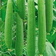 Organic Sponge Gourd, for Human Consumption, Cooking, Packaging Size : 10 Kg, 20 kg, 25 kg, 50 kg