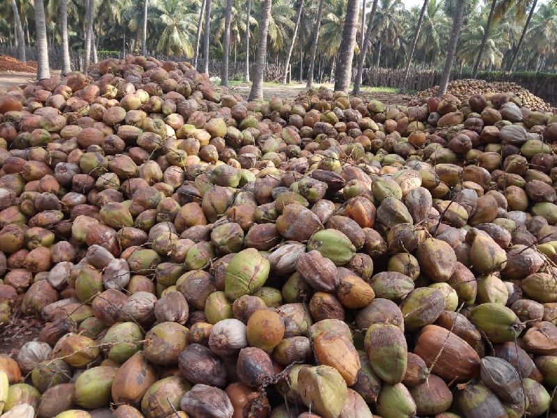 Organic Dry Coconuts, Feature : Freshness, Good Taste, Healthy