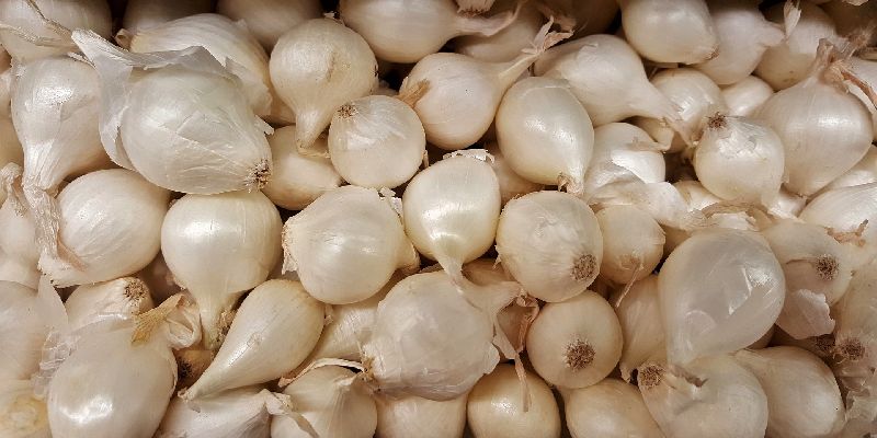 White onion, Size : Large, Medium