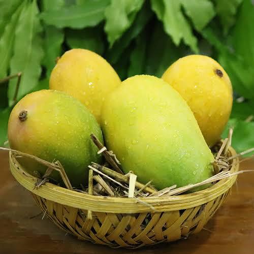 Organic Fresh Kesar Mango, for Direct Consumption, Food Processing, Juice Making, Feature : Bore Free